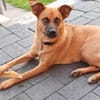Chica sucht ein Zuhause