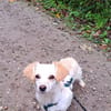 Lilo, kleine, hübsche Zaubermaus
