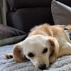 Lilo, kleine, hübsche Zaubermaus