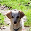 Lilo, kleine, hübsche Zaubermaus