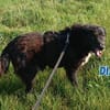 Dias - freundlich und ruhig