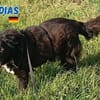 Dias - freundlich und ruhig
