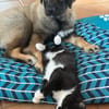 Tolle Mia sucht ein Zuhause