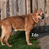 IDA