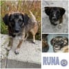 RUNA -zauberhafter Charakter-