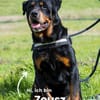Zeusz SI, liebevoll und menschenbezogen