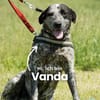 Vanda SI, liebevoll und freundlich