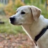 Lucy  Treue Seele mit großem Herz