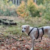 Lucy  Treue Seele mit großem Herz