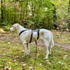 Lucy  Treue Seele mit großem Herz