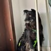Shadow auf einer Pflegestelle