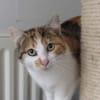 MIGNONNE