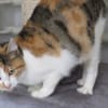MIGNONNE
