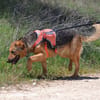 LAIKA