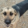 NALA (Rescate)