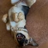 NALA (Rescate)