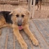 OTTO (Rescate)