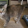 Aloha chatte réunion