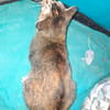 Aloha chatte réunion