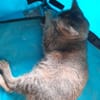 Aloha chatte réunion
