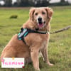 Filomena