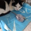 Orka