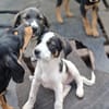 Milo wartet auf eine Familie