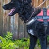Eben SI, mag Kinder und Hunde