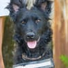 Eben SI, mag Kinder und Hunde