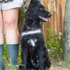 Eben SI, mag Kinder und Hunde