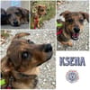 KSENA * mutige Welpin sucht Anschluss