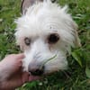 Ivory - kleine Kuschelprinzessin