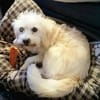 Ivory - kleine Kuschelprinzessin