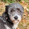 Jaky1 sucht ein Zuhause