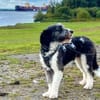 Jaky1 sucht ein Zuhause