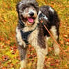 Jaky1 sucht ein Zuhause