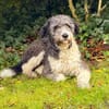 Jaky1 sucht ein Zuhause