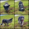 Jaky1 sucht ein Zuhause