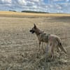 Phili  ein Kämpfer mit großem Herzen