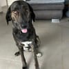 Zuhause gesucht für Neela
