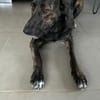 Zuhause gesucht für Neela