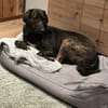 Zuhause gesucht für Neela