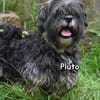 PLUTO