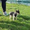 Marci, neugieriger kleiner Chihuahua