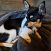 Marci, neugieriger kleiner Chihuahua