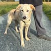 Taio junger Retriever Misching Rüde