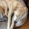 Taio junger Retriever Misching Rüde