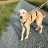 Taio junger Retriever Misching Rüde