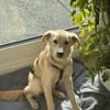 Taio junger Retriever Misching Rüde