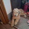 Polly ❤ in 87459 Pfronten, Allgäu